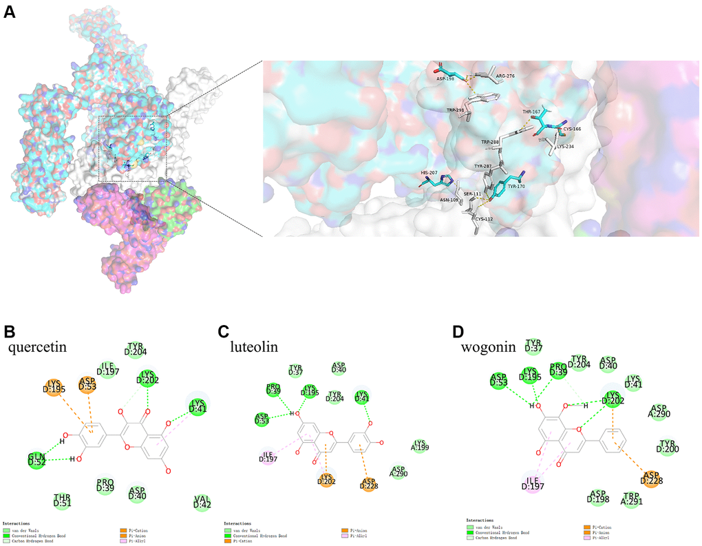 (A) shows the binding model of IL6ST and Spike. Spike protein (blue), IL6ST (white), IL6 (green), IL6R (pink) can be seen from the Figure. (B–D) are the docking models of quercetin, luteolin, wogonin with the interaction center of IL6ST and Spike of 1P9M-6VXX complex, respectively.