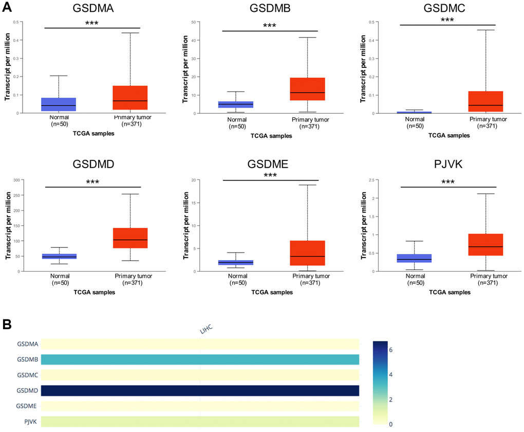 The mRNA expression levels of six GSDM family members in HCC. (A) GSDMs mRNA expression profiles were collected from the UALCAN database. (B) The relative mRNA expression level of individual GSDM family members in HCC. ***p 