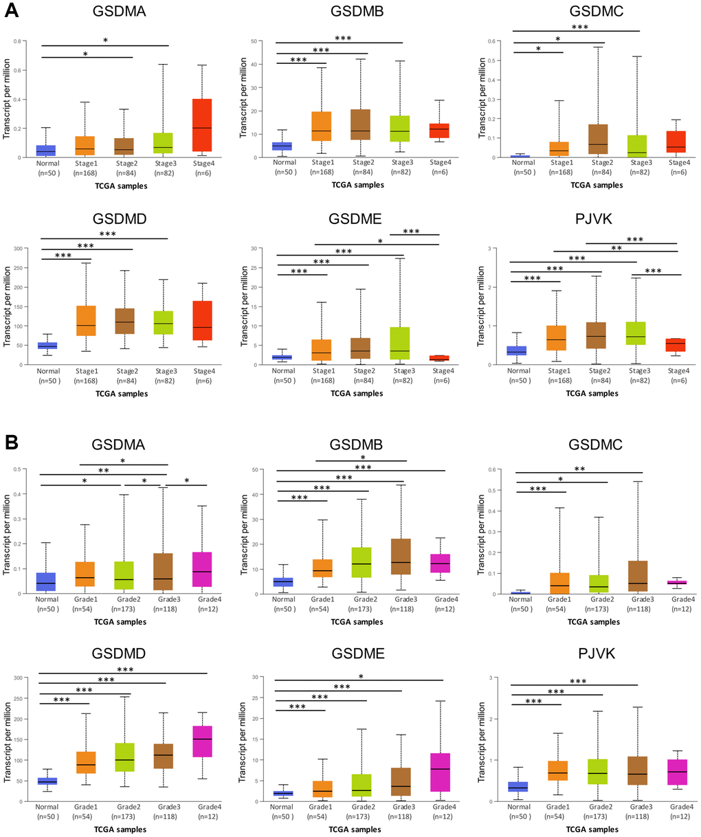 Association of GSDMs mRNA expression levels with clinical pathology from UALCAN. (A) Relationships between GSDMs transcript levels and individual cancer stages of HCC. (B) Relationships between GSDMs transcript levels and tumor grades of HCC. *p **p ***p 