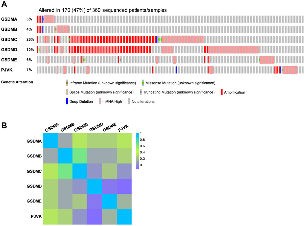 Genetic alterations and correlation analysis of six GSDM family members in HCC. (A) Genetic alteration profiles of six GSDM family members in HCC (cBioPortal). (B) Correlation between six GSDM family members in HCC by using GEPIA2.