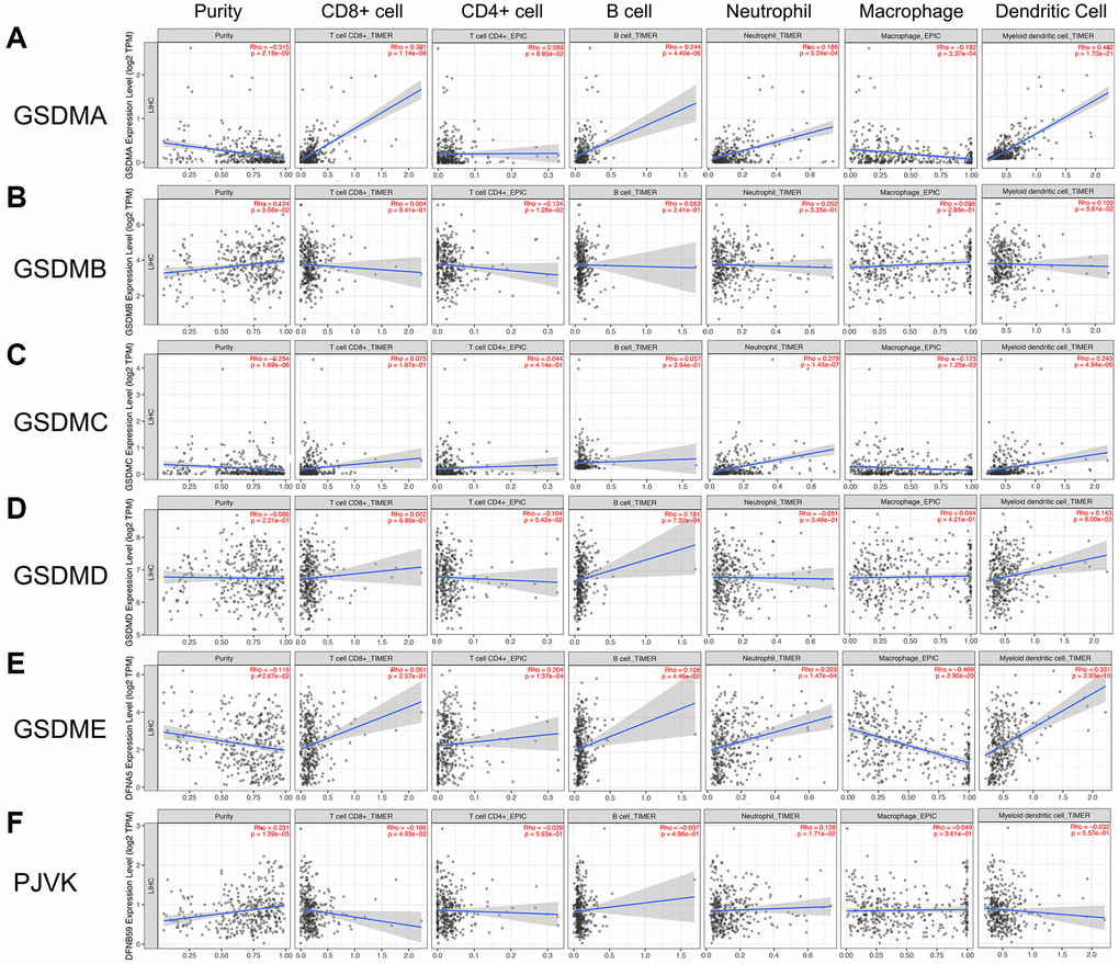 Association of GSDMs mRNA expression levels with immune cell infiltration. The effects of (A) GSDMA, (B) GSDMB, (C) GSDMC, (D) GSDMD, (E) GSDME, and (F) PJVK on the immune cell infiltration were evaluated by the TIMER2.0 database.