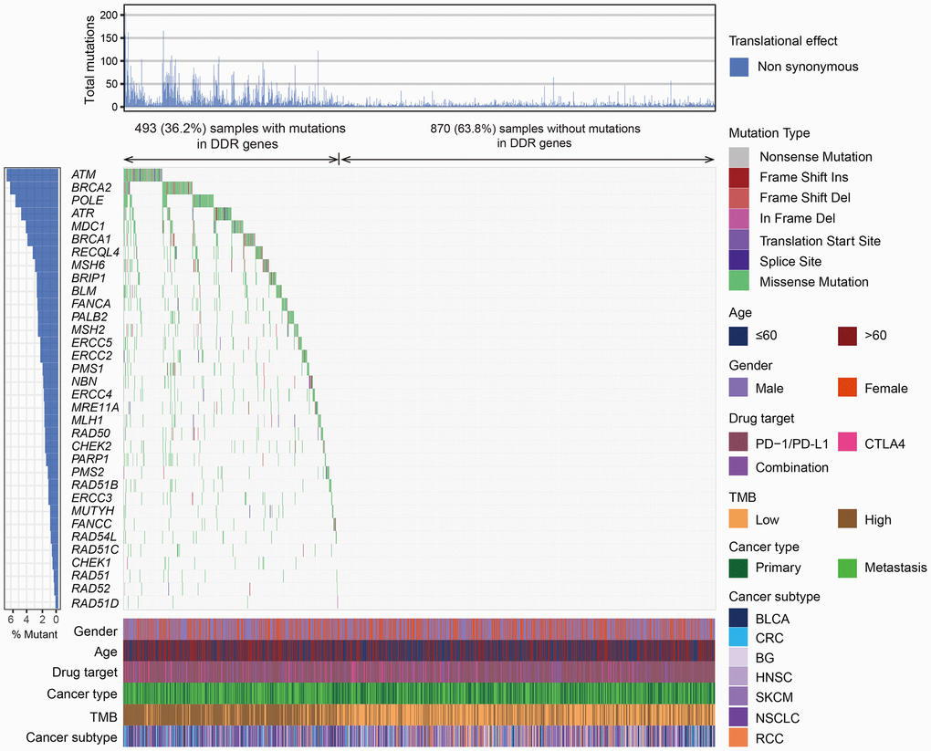 The mutational pattern of 34 DDR genes among 1363 patients treated with ICB agents. The left panel represents gene mutation rates, the upper panel indicates the non-synonymous mutation counts of each patient, the middle panel shows mutational landscape of all DDR genes with distinct mutation types color coded distinctly, and the bottom panel displays clinical characteristics such as age, gender, drug target, TMB, and cancer subtype.