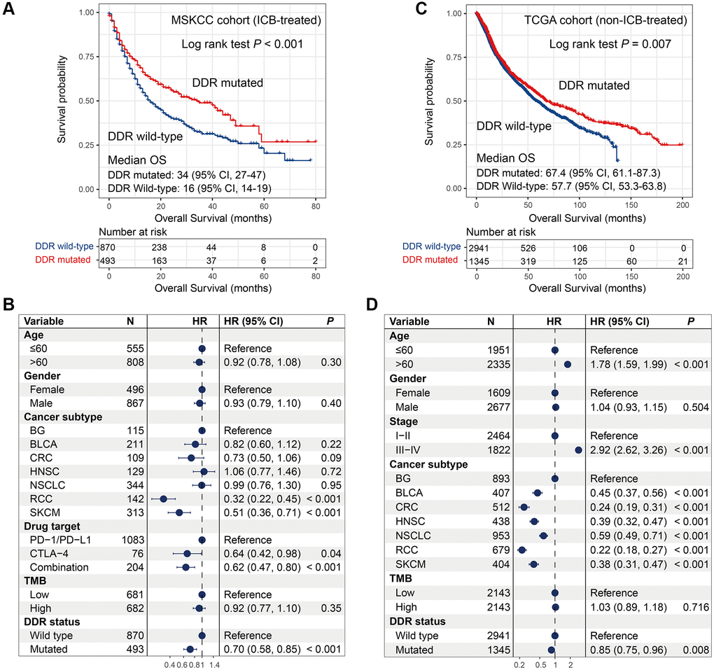 Association of DDR mutations with survival outcome in MSKCC and TCGA cohorts. (A–B) DDR mutations versus survival outcome with univariate analysis and multivariate regression model in the MSKCC cohort; (C–D) DDR mutations versus survival outcome with univariate analysis and multivariate regression model in the TCGA cohort.