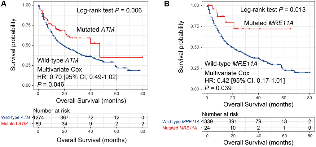 Univariate and multivariate Cox regression analyses of mutations in 2 DDR genes in the MSKCC cohort. Survival curves representation of mutations in (A) ATM and (B) MRE11A.