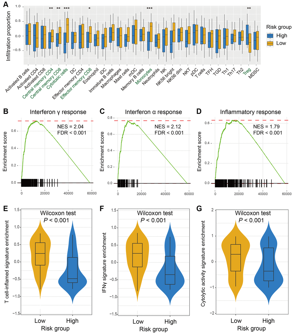 The risk signature predictive of immune infiltration and immunotherapy response indicators. (A) A total of 31 lymphocytes infiltration in low-risk versus high-risk subgroups was evaluated by the Angelova et al. algorithm. Pathways involved in immune response, such as (B) interferon γ response, (C) interferon α response, and (D) inflammatory response were markedly enriched in OS patients with low-risk signature scores. The elevated enrichment of immunotherapy efficacy predictors of (E) T cell-inflamed signature, (F) IFNγ signature, and (G) cytolytic activity signature were also connected with low-risk scores.