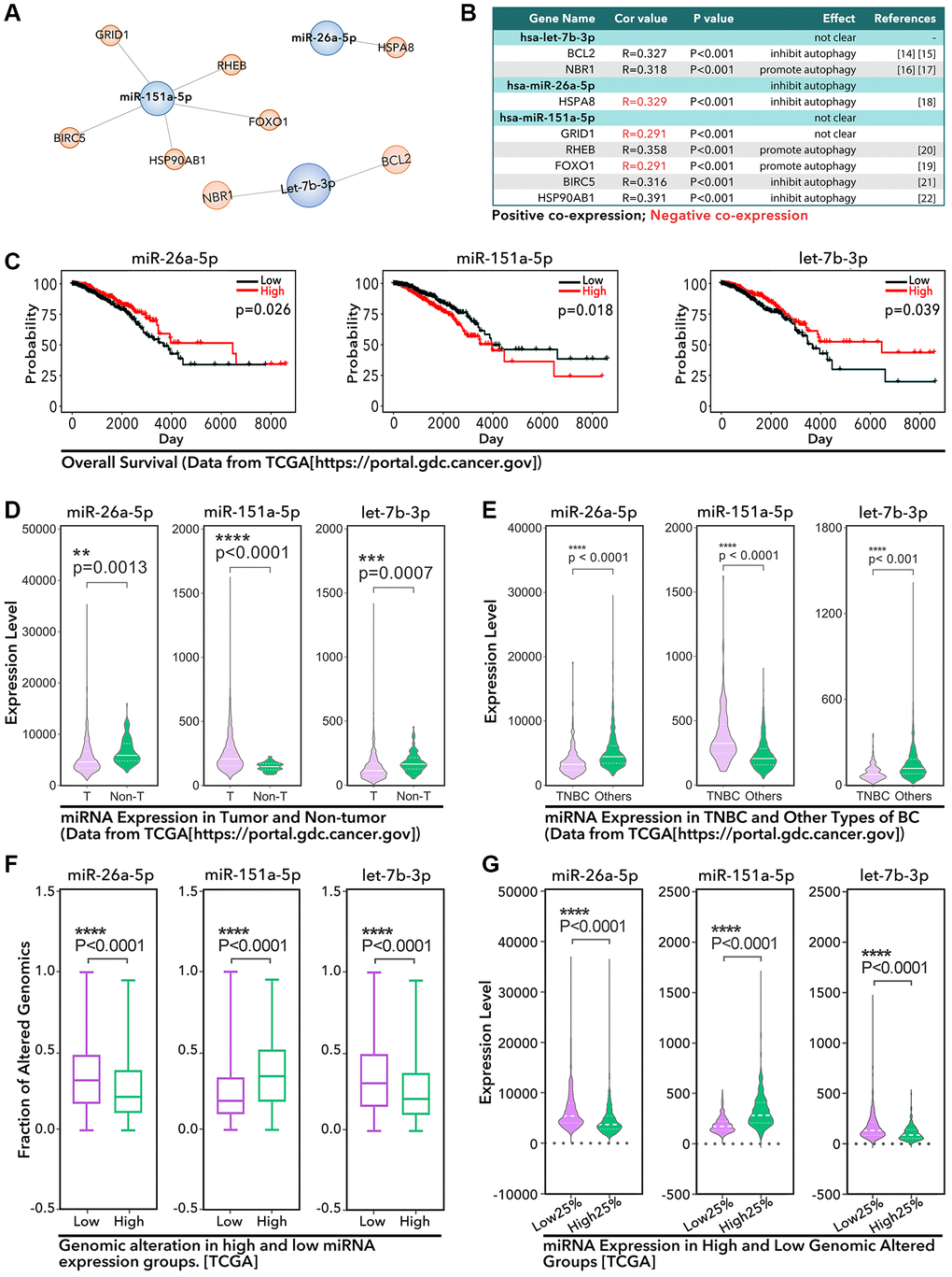 The identified 3 miRNAs in breast cancer. (A) Three autophagy-related miRNAs are identified, among which (B) let-7b-3p is positive co-expression with BCL2 and NBR1, miR-26a-5p is negative co-expression with HSPA8, miR-151a-5p is positive co-expression with RHEB, BIRC5, and HSP90AB1, and negative co-expression with GRID1 and FOXO1. (C) The prognosis characteristics of three miRNAs from TCGA by K-M analysis. (D) The expression of 3 miRNAs in breast cancer tissues and adjacent tissues. (E) The expression of 3 miRNAs in TNBC tissues and other types of breast cancer tissues. (F and G) The relationship between the expression profile of 3 miRNAs and the genomic altered faction status.