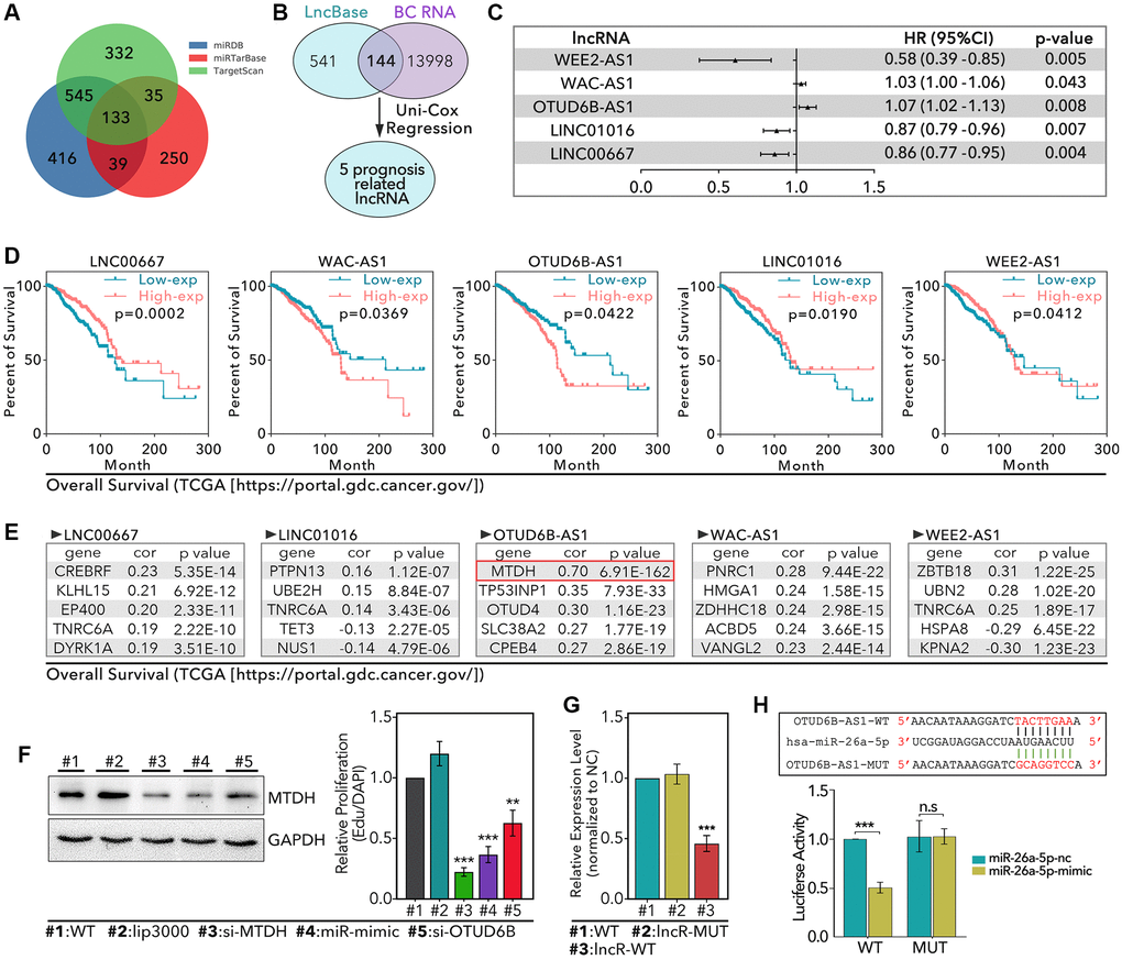 Identification of OTUD6B-AS1-miR-26a-5p-MTDH signaling pathway. (A) miRDB, miRTarBase, and TargetScan databases are used to identify 133 miR-26a-5p targeted genes. (B) 541 lncRNAs are collected from The LncBase 2.0 which interacts with miR-26a-5p, among which 144 lncRNAs are found in 13998 breast cancer-associated lncRNAs; 5 prognosis-related lncRNAs is identified. (C) The prognosis risk of 5 lncRNAs in breast cancer. (D) K-M analysis of 5 lncRNAs, data from TCGA. (E) The top5 genes with the most strength correlation of 5 lncRNAs. (F) WB assay to detect the level of MTDH in HCC1937 after different treatments. (G) RT-qPCR to detect the level of miR-26a-5p. (H) Luciferase to detect the interaction between miR-26a-5p and OTUD6B-AS1.