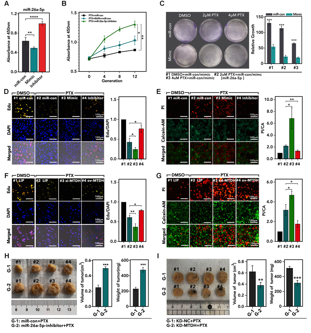 The effects of miR-26a-5p/MTDH pathway on regulation of PTX resistance. (A) The relative cell viability of HCC1937 cells, which are treated with miR-mimic, miR-inhibitor, or miR-con for 24 h followed by 48 h-treatment of PTX, detected by CCK8 assay. (B) The absorbance of different generations of PTX-resistance HCC1937 is treated with 48 h-treatment of paclitaxel, detected by CCK8 assay. (C) Clone formation of HCC1937, which are treated with different treatments. (D) The proliferation of HCC1937, which are treated with miR-mimic, miR-inhibitor, or miR-con for 24 h followed by 48 h-treatment of PTX, detected by Edu assay. (E) The cellular viability of HCC1937, which are treated with miR-mimic, miR-inhibitor, or miR-con for 24 h followed by 48h-treatment of PTX detected by Alive/Dead assay. (F) The proliferation of HCC1937, which are treated with liposome, si-MTDH, or ov-MTDH (MTDH re-combination plasmid) for 24 h followed by 48 h-treatment of PTX, detected by Edu assay; (G) The cellular viability of HCC1937, which are treated with liposome, si-MTDH, or ov-MTDH for 24 h followed by 48 h-treatment of PTX detected by Alive/Dead assay. (H and I) Subcutaneously transplantation tumor model.