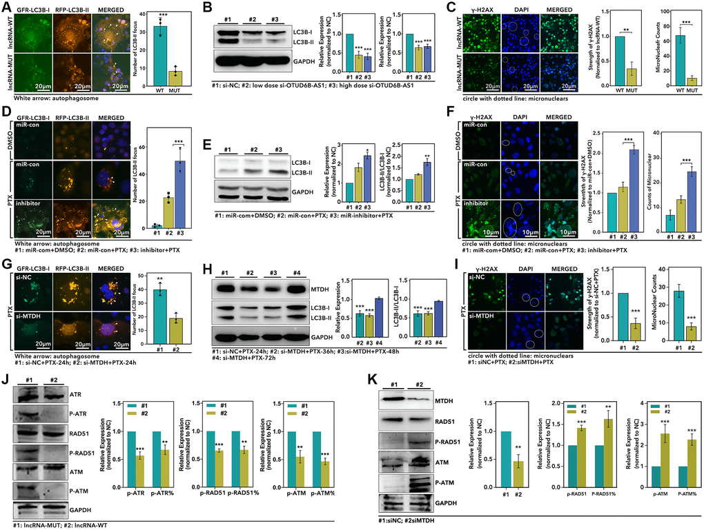 The OTUD6B-AS1-miR-26a-5p-MTDH pathway mediated autophagy and DDR process. (A) IF assay displays the LC3B-I and LC3B-II focus in HCC1937 (green: LC3B-I; orange: LC3B-II; blue: DAPI), (B) WB assay detects the level of LC3B-I, LC3B-II and MTDH, (C) and IF assay displays the expression level of γ-H2AX (Green: γ-H2AX; Blue: DAPI), which are treated with recombined plasmid lncRAN-MUT or lncRNA-WT; (D) IF assay displays the LC3B-I and LC3B-II focus in HCC1937, (E) WB assay detects the level of LC3B-I, LC3B-II and MTDH, (F) and IF assay displays the expression level of γ-H2AX, which are treated with different combinations with in miRNA and PTX; (G) IF assay displays the LC3B-I and LC3B-II focus in HCC1937, (H) WB assay detects the level of LC3B-I, LC3B-II and MTDH, (I) and IF assay displays the expression level of γ-H2AX, which are treated with si-NC+PTX or si-MTDH+PTX; (J and K) WB assay detect the level of DDR process associated markers (p-ATR, ATR, p-ATM, ATM, p-RAD51, RAD51) after different treatments in HCC1937.