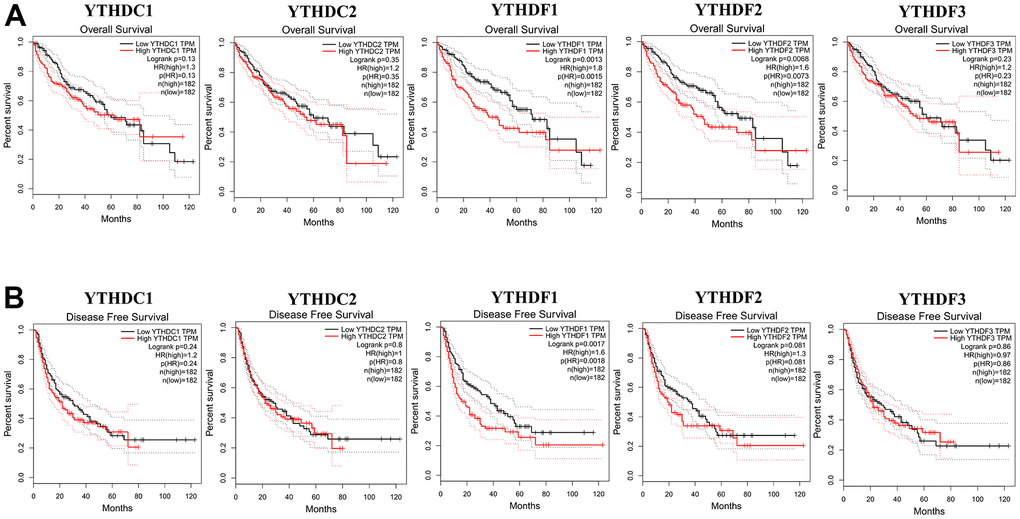 The correlations of YTH domain family expression with OS and PFS in HCC patients. Kaplan-Meier plotter was used to assess the correlation of YTH domain family members with the patients’ OS (A) and PFS time (B).