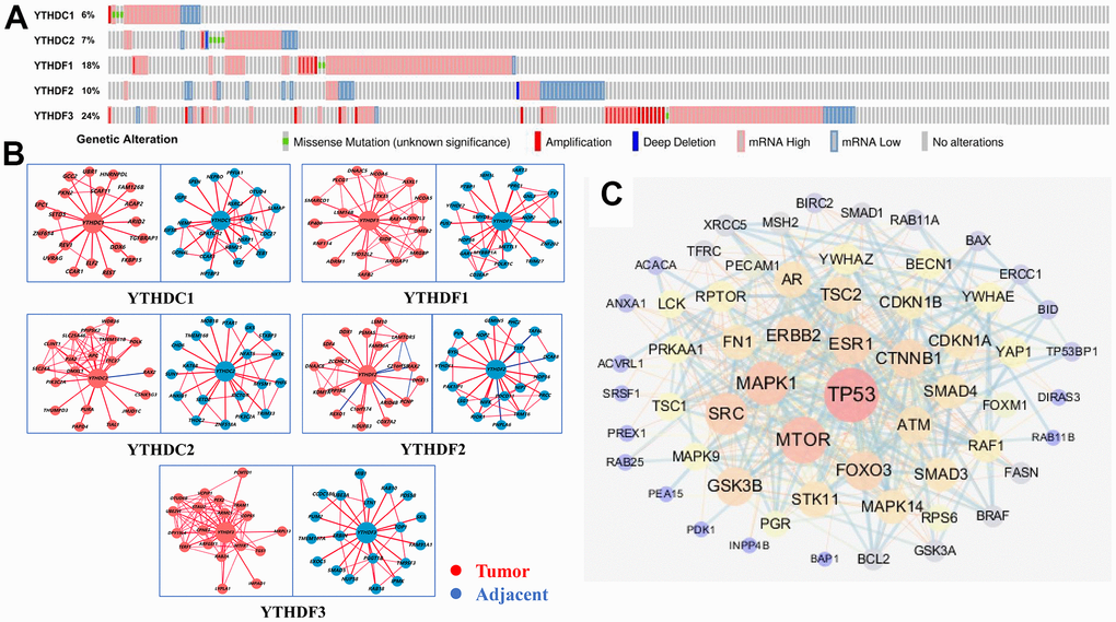 Genetic alterations and interaction analyses of the YTH domain family in HCC patients. (A) Genetic alteration of the YTH domain family in HCC patients analyzed with cBioPortal. (B) The HCCDB database was used to analyze the YTH domain family co-expressed genes in HCC and adjacent tissue samples. (C) The most frequently altered genes identified from cBioPortal that are linked to the YTH domain family in HCC patients.