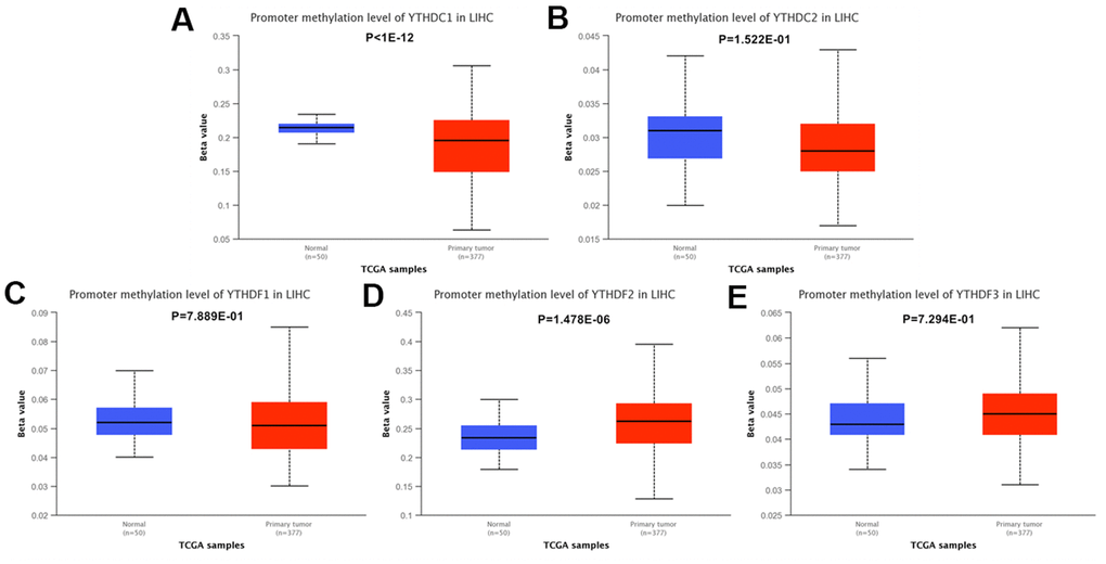 The methylation levels of the YTH domain family in HCC tissues. (A–E) The methylation values of (A) YTHDC1, (B) YTHDC2, (C) YTHDF1, (D) YTHDF2, (E) YTHDF3 were evaluated using the Ualcan database.