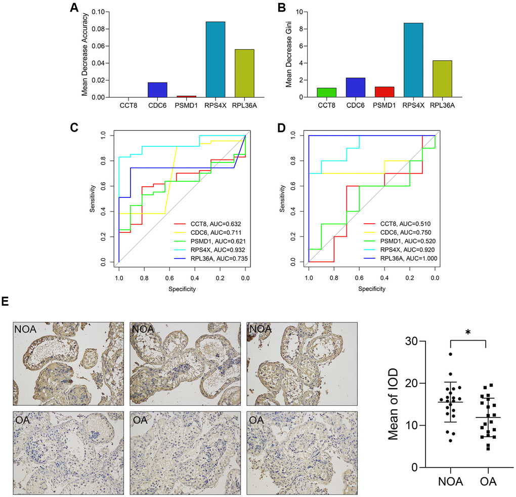 The diagnostic value of each variable in the random forest model. (A, B) The Mean Decrease Accuracy (A) and Mean Decrease Gini (B) of the variables. (C, D) The ROCs showed the predictive performance of each gene in the training (C) and external validation cohorts (D). (E) The expression of RPS4X in the testicular biopsy samples from 20 NOA (up) and 20 OA (down) patients (x200). ROC, receiver operating curve. AUC, area under curve; NOA, non-obstructive azoospermia; OA, obstructive azoospermia; IOD, integral optical density. *, P 