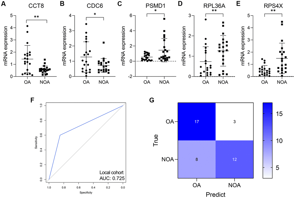 The validation in human seminal plasma samples. (A–E) The expression level of CCT8 (A), CDC6 (B), PSMD1 (C), RPL36A (D), and RPS4X (E) in human seminal plasma from 20 OA and 20 NOA patients. (F, G) The ROC (F) and confusion matrix (G) displayed that the RF model was a promising classifier in the collected human samples. NOA, non-obstructive azoospermia; OA, obstructive azoospermia. *, P 
