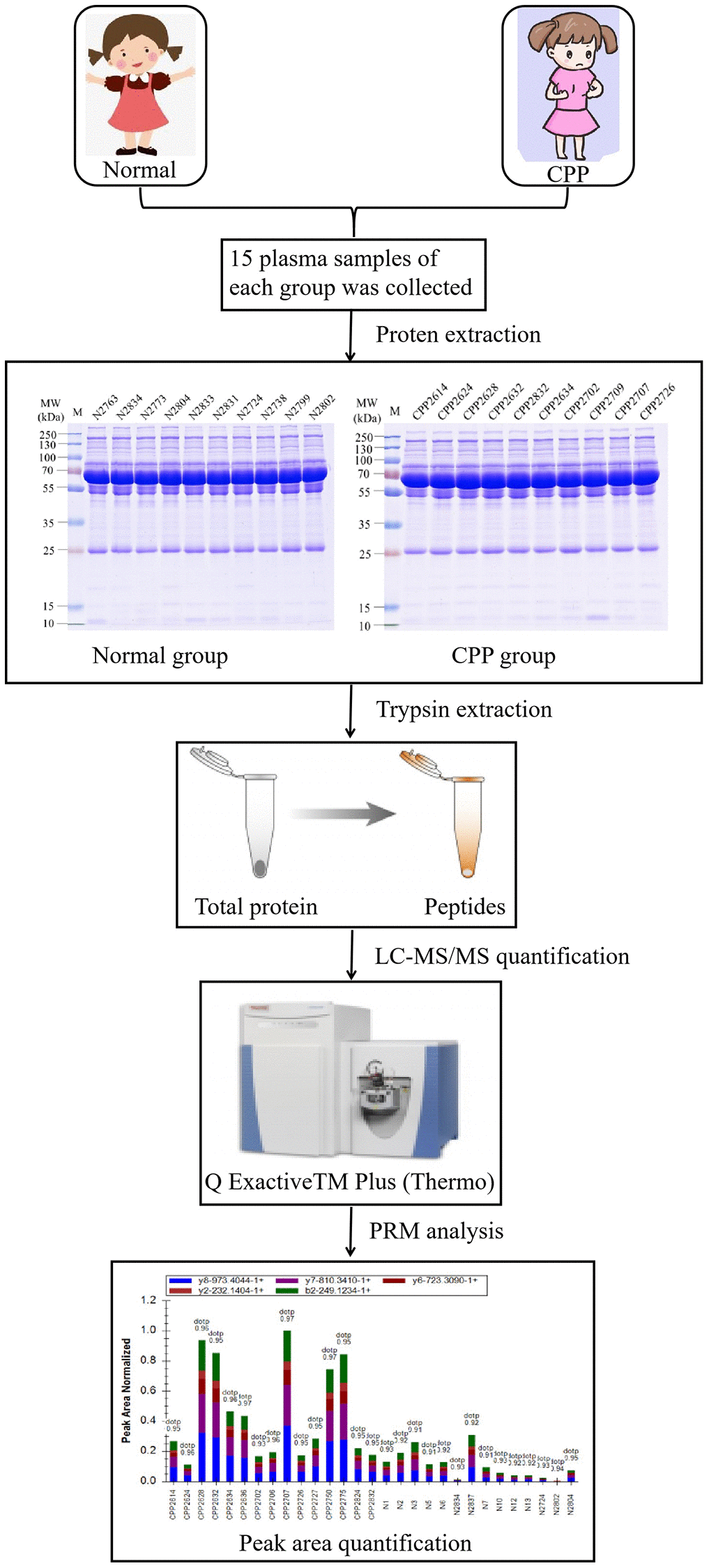 The workflow of proteomic analysis between normal and CPP group.