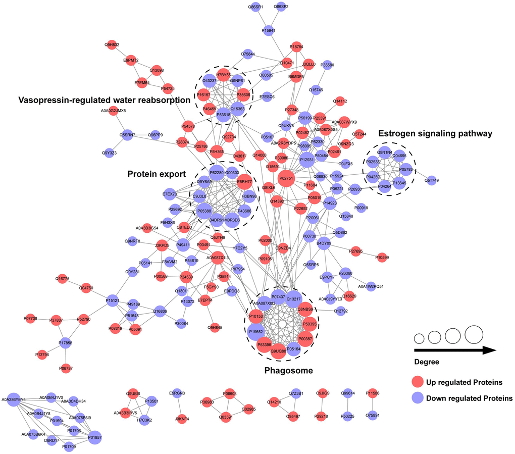 PPI network of differentially expressed proteins in CPP.
