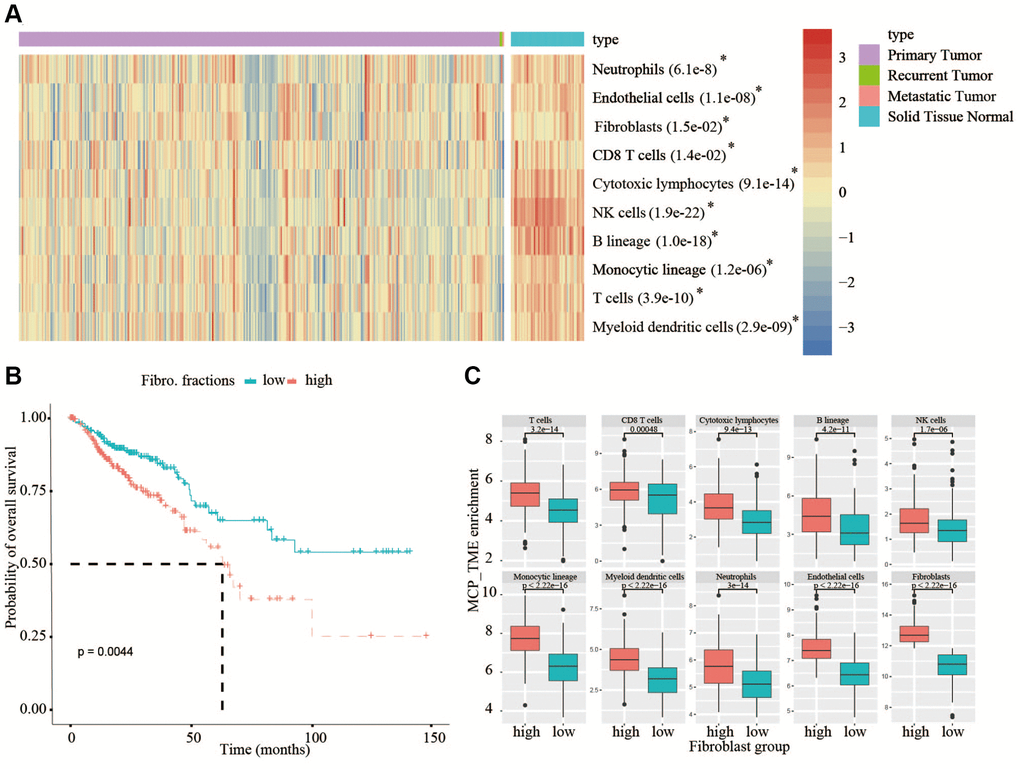 Analysis of TME in TCGA database and analysis of OS in high- and low-fibroblast groups. (A) In TCGA, all types of immune cells and mesenchymal cells in adjacent normal tissues are higher than that in tumor tissues. (B) We divided the 375 patients into a high-fibroblast group and a low-fibroblast group according to the median of the fibroblast content, the OS in the high-fibroblast group is shorter than in the low-fibroblast group. (C) The abundance of immune cells in the high-fibroblast group was significantly higher than that in the low-fibroblast group.