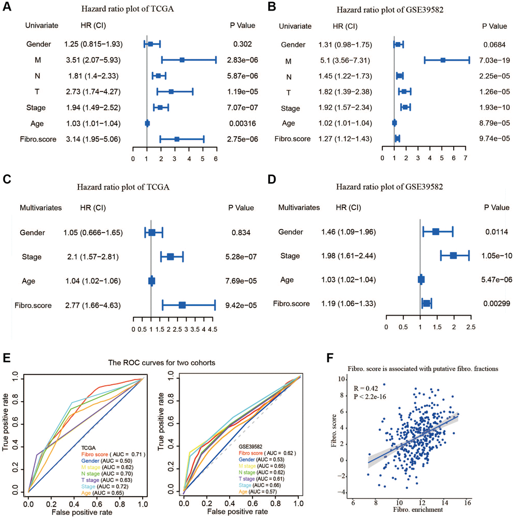 The validity of prognostic signature and the relationship between the risk score and fibroblast content. (A) Univariate COX regression analysis in TCGA. (B) Univariate COX regression analysis in GSE39582. (C) Multivariate COX regression analysis in TCGA. (D) Multivariate COX regression analysis in GSE39582. (E) The receiver operating characteristic (ROC) curve and the areas under the curve verified the accuracy of prognostic signature in the training and testing groups. (F) The risk score is associated with the fibroblast content.