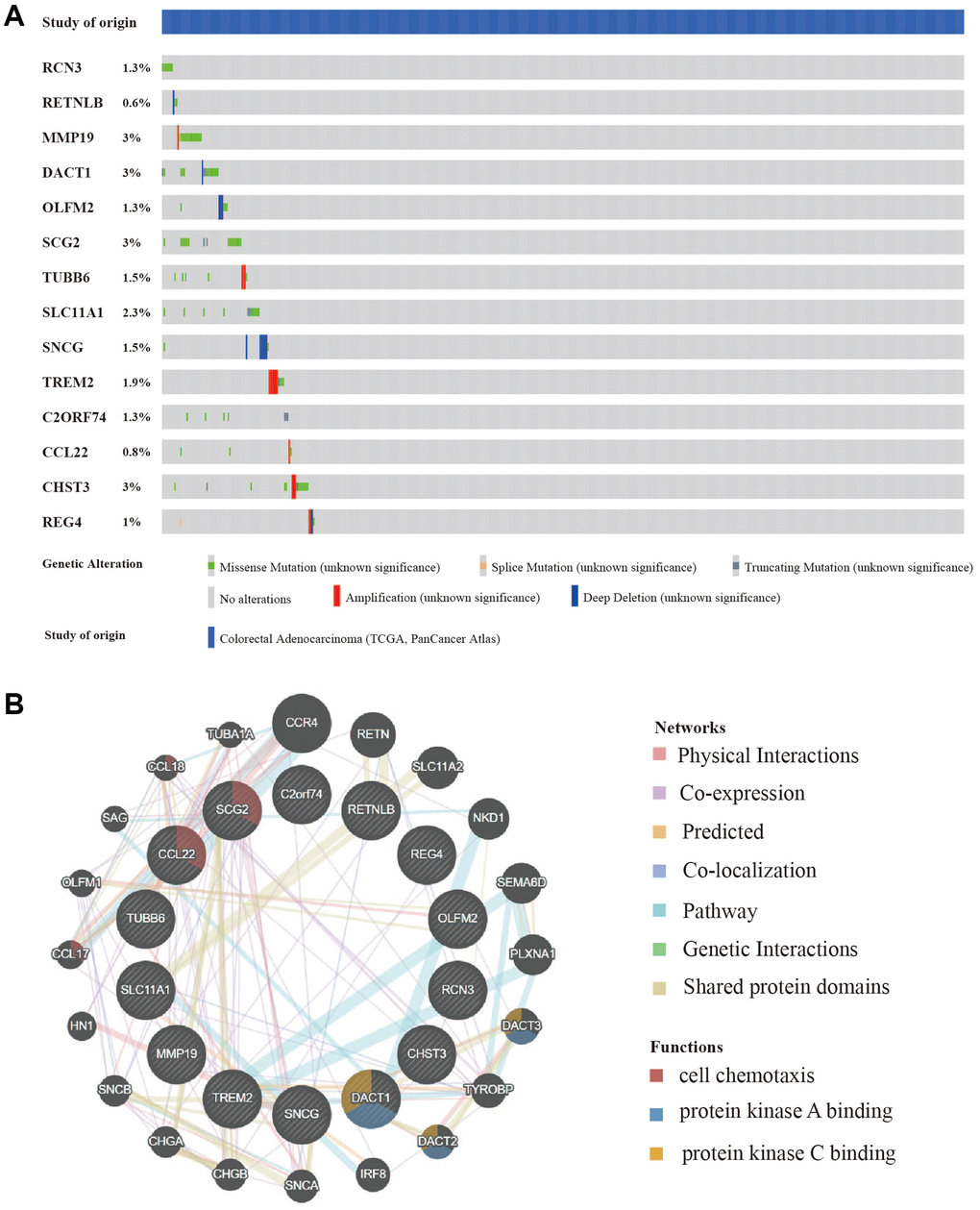 Mutation and copy number alteration (CNA) analysis and protein-protein interactions (PPI) of hub genes. (A) Mutation and copy number alteration of each hub gene. (B) The 20 functional similar genes were located in the outer circle, while hub genes were located in the inner circle. The color of nodes was related to the protein function while line color represented the type of protein interaction.