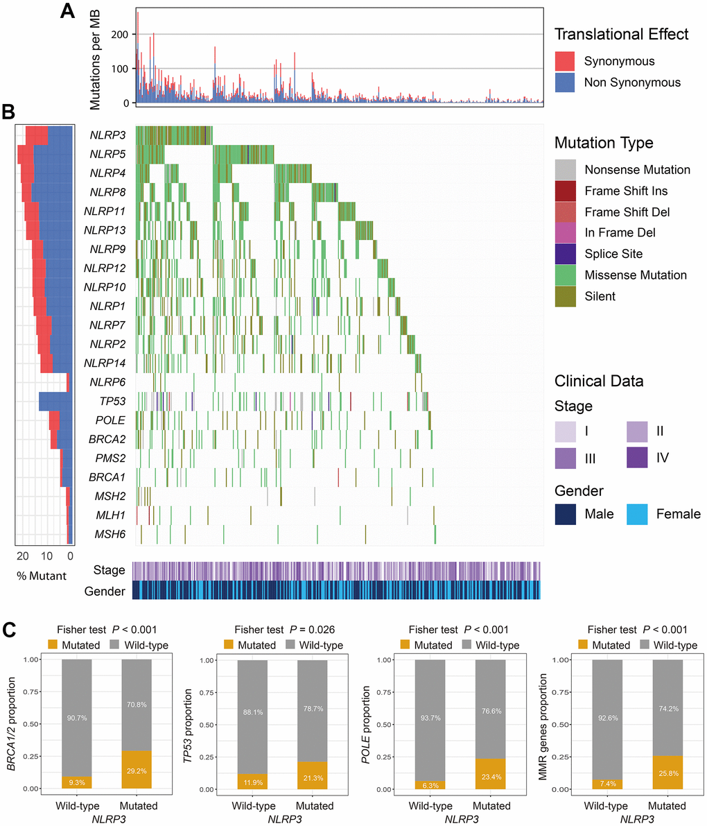 The mutational patterns of NLR family members and genome maintenance genes. (A) TMB stratified by synonymous and non-synonymous mutations for each patient. (B) Waterfall plot for NLR family members and genome maintenance genes. (C) Association of NLRP3 mutations with BRCA1/2, TP53, POLE, and MMR genes mutations.