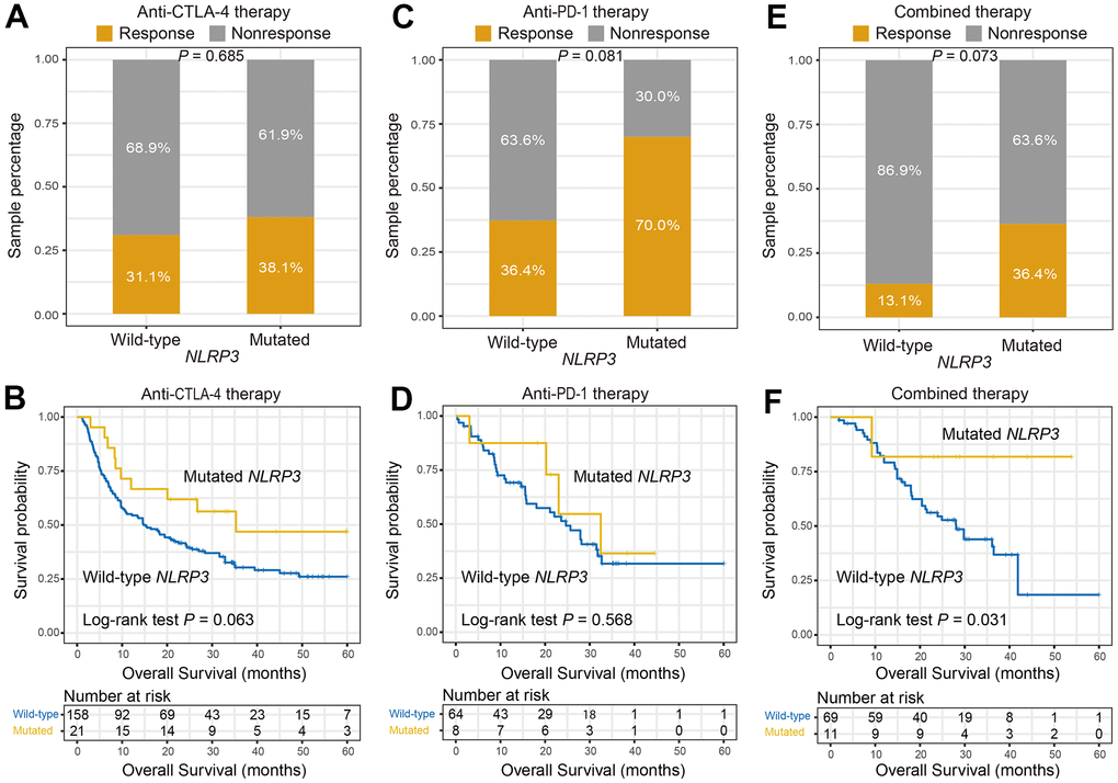 NLRP3 mutations association with ICI efficacy in distinct therapies. (A, B) Association of NLRP3 mutations with response rate and prognosis in patients treated with anti-CTLA-4 agents. (C, D) NLRP3 mutations versus response rate and prognosis in patients treated with anti-PD-1 agents. (E, F) NLRP3 mutations versus response rate and prognosis in patients who received combined therapy.