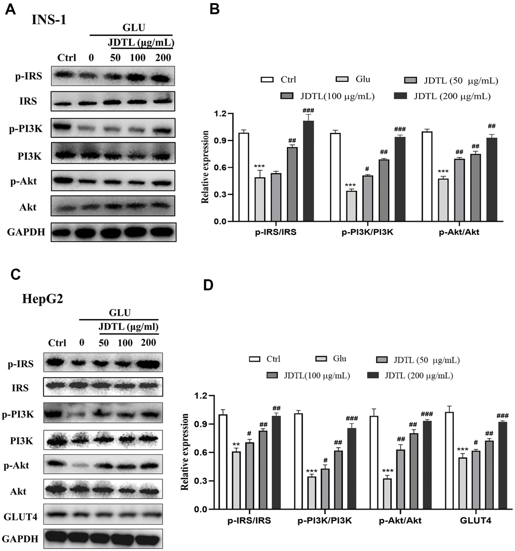 (A–D) Effects of JDTL on IRS-1/PI3K/Akt protein expression. (A) in INS-1 cells. (C) in HepG2 cells. Cell lysates were subjected to Western blot analysis using GAPDH as loading control. (B, D) Quantification of band intensities relative to that of GAPDH bands using Image J software. Values are expressed as means ± SD from three independent experiments. ***P #P ##P ###P 