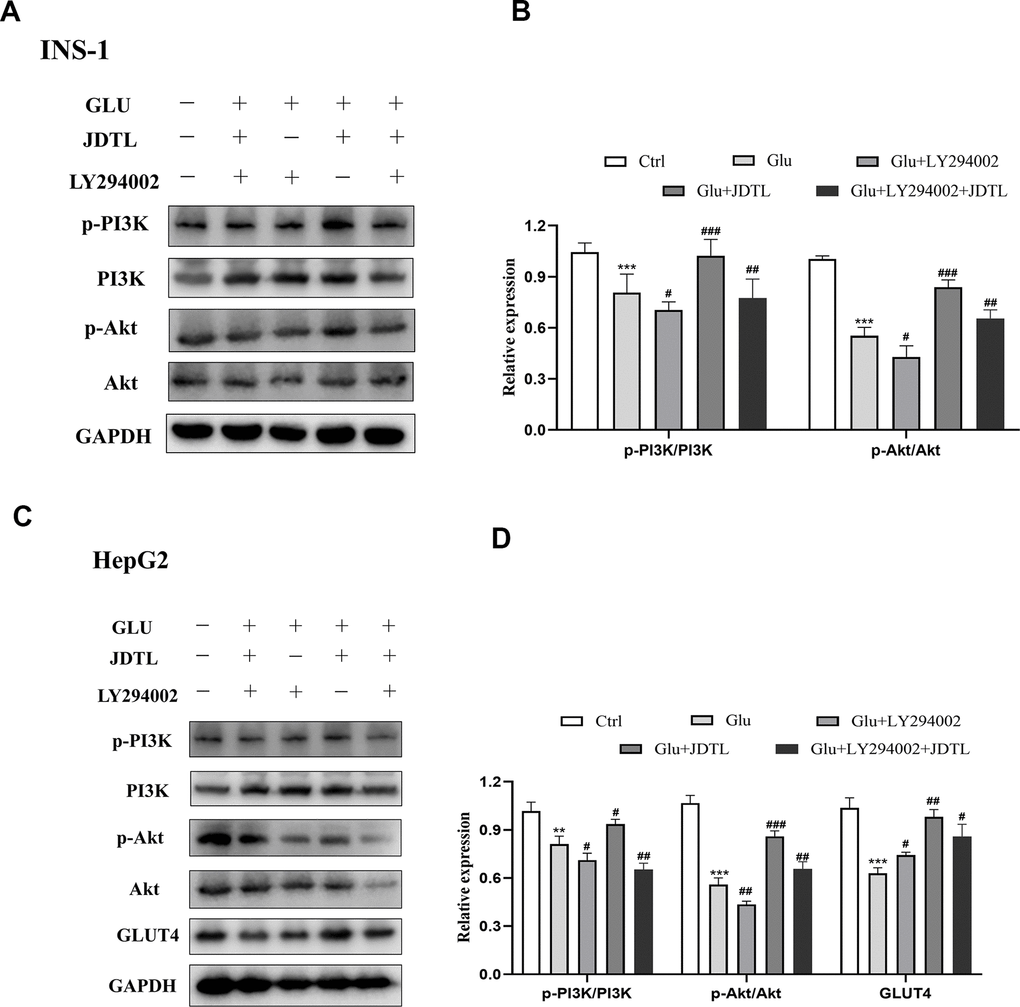 (A–D) Inhibitory effect of PI3K inhibitor on PI3K-Akt signaling pathway in INS-1 and HepG2 cells. (A) Effect of PI3K inhibitor on p-PI3K and p-Akt levels in INS-1 cells. (C) Effect of PI3K inhibitor on p-PI3K, p-Akt, and GLUT4 levels in HepG2 cells. Cells were treated with or without 20 μM PI3K inhibitor LY294002 for 24 h. (B, D) Quantification of bands relative to GAPDH intensities using Image J software. Values are expressed as means ± SD from three independent experiments. ***P #P ##P ###P 