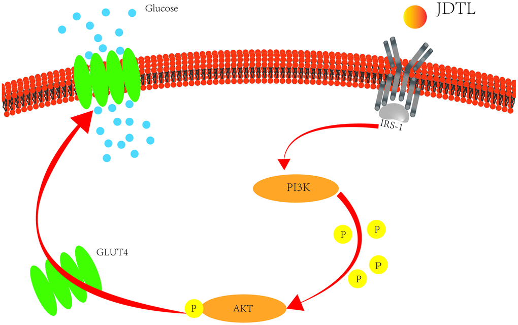 Potential T2DM metabolic pathways regulated by treatment with JDTL.