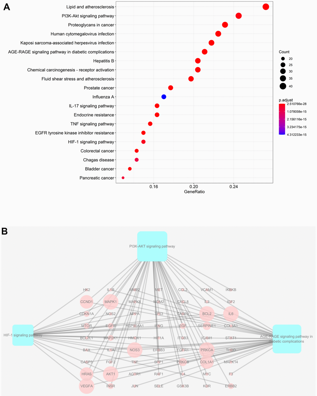 KEGG analysis of major targets of JDTL. (A) The 20 pathways with the lowest adjusted P values. The x-axis and the y-axis represent the counts of the target symbols in each pathway and the main pathway, respectively. (P B) Sub-network showing KEGG pathways and related genes.