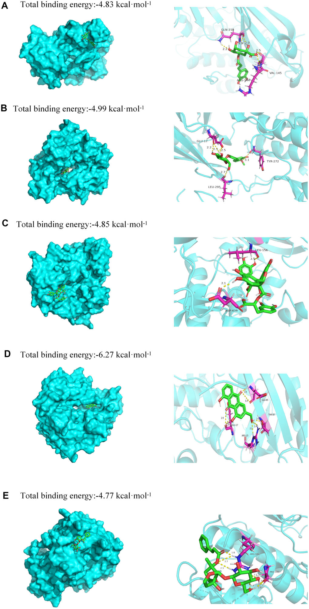 Molecular models of binding of selected compounds to target proteins. (A) Docking mode and interactions between chlorogenic acid and Akt, (B) calycosin-7-glucoside and Akt, (C) salvianolic acid B and Akt, (D) aloe-emodin and Akt, (E) haragoside and Akt.