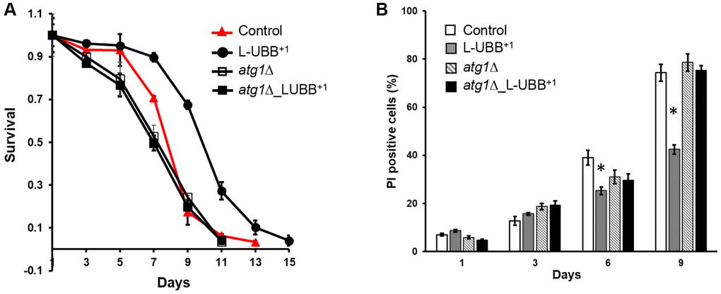 Low UBB+1 expression extends ATG1-dependent CLS. (A) Survival of the L-UBB+1 strain during stationary phase under wild type background and atg1Δ mutant background. Viability was determined by CFU counting. (B) Percentages of dead cells are shown as the fraction of propidium iodine (PI) positive cells. The data are shown as mean ± SD from biological duplicates. *p 