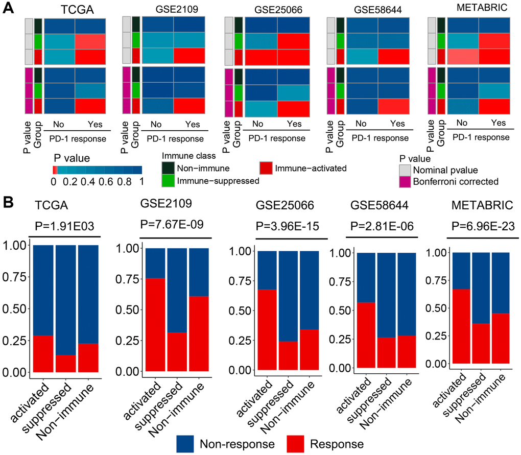 Different responses to immunotherapy of patients belonging to the established molecular subclasses. (A) Similarity between patients of different subclasses and patients with melanoma who received ICI treatment were compared using the submap algorithm. Patients in the immune-activated subclass had higher mRNA expression profile similarity with patients that responded to anti-PD-1 treatment. (B) Distribution of the clinical response to ICI treatment in the three immunophenotypes was determined using the TIDE analysis. Patients in the immune-activated subclass had a higher predicted response rate than the other two groups.