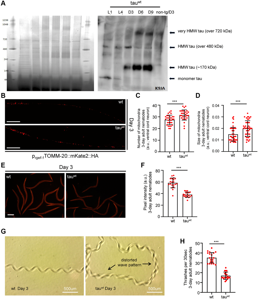 Impaired mitochondrial homeostasis and motility defects in tauwt-expressing 3-day adult animals. (A) Age-dependent accumulation of wild type tau protein in neuronal cells (heigh molecular weight; HMW). (B) Representative fluorescent images of transgenic nematodes expressing pan-neuronally mitochondria-targeted mKate2::HA. Scale bar, 20 μm. Tauwt-expressing 3-day-adult nematodes display (C) increased mitochondrial population and (D) smaller organelle compared to their wild type counterparts (n = 30; ***P t-test). (E, F) Tauwt expressing nematodes display decreased mitochondrial membrane potential (n = 40; ***P t-test). Scale Bar, 100 μm. (G) Representative images of 3-day adult wild type and tauwt expressing nematodes tracks. (H) Body bends of 3-day adult wild type and tauwt- animals per 30 seconds in M9 buffer (n = 20; ***P t-test).