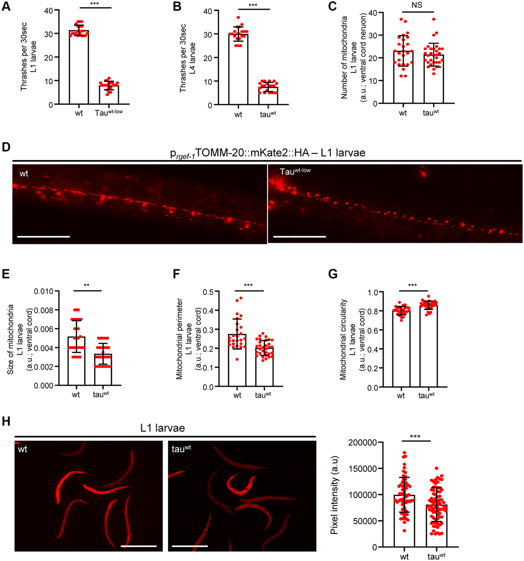 Altered mitochondrial morphology and activity in tauwt-expressing larvae. Wild type and tauwt L1 (A) and L4 (B) larvae body bends per 30 seconds in M9 buffer. (C) Mitochondrial population in the ventral nerve cord of L1 nematodes. (D) Representative fluorescent images of transgenic nematodes expressing pan-neuronally mitochondria-targeted mKate2::HA. Scale bar, 20 μm. Tauwt-expressing L1 larvae display (E) smaller, (F, G) more circular and (H) Fewer active mitochondria compared to wild type animals. Scale bar, 100 μm. (n = 50; NS P > 0.05, **P ***P t-test).