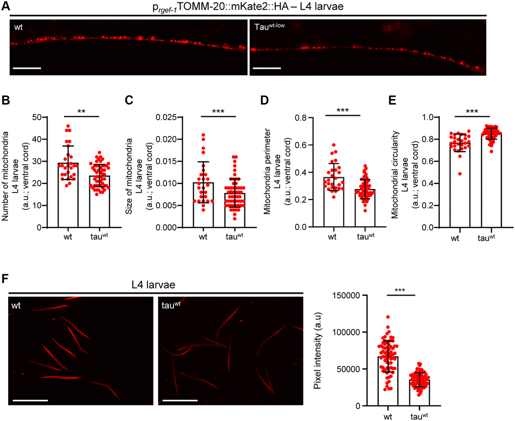 Tauwt-expressing L4 nematodes display impaired mitochondrial morphology and function. (A) Representative fluorescent images of L4 transgenic nematodes expressing panneuronally mitochondria-targeted mKate2::HA. Scale Bar, 20 μm. (B) Mitochondrial population in the ventral nerve cord of L4 nematodes. Neuronal processes of tauwt-expressing L4 larvae display (C) smaller, (D, E) more circular and (F) fewer active mitochondria compared to wild type animals (n = 30–50; **P ***P t-test).