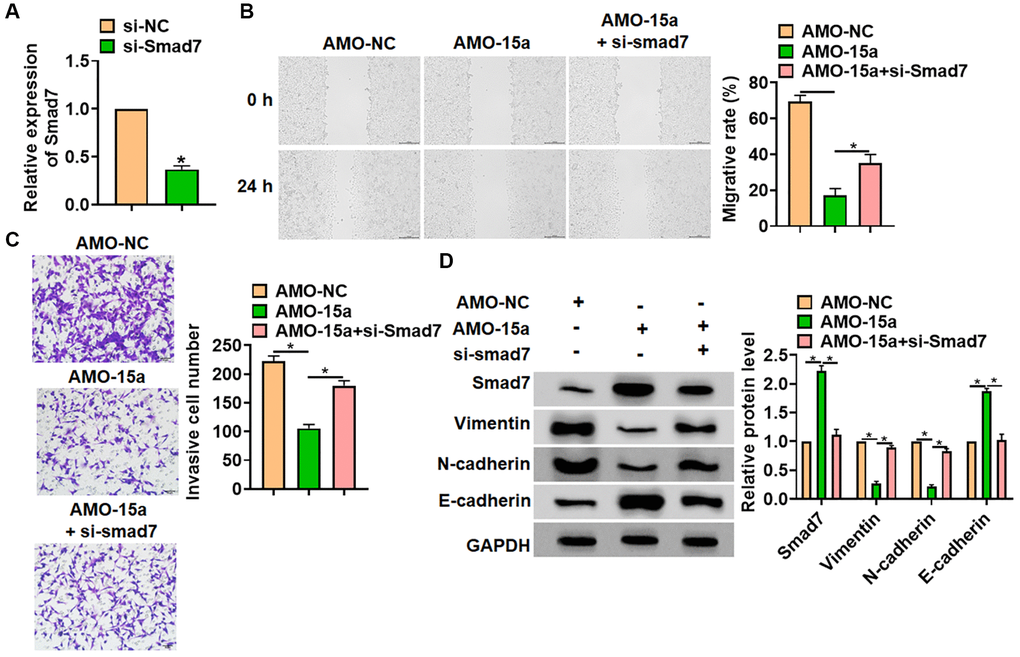 Inhibiting Smad7 blocked the inhibitory effect of AMO-15a in SHG139 cells. (A) The siRNA of Smad7 (si-Smad7) or its negative control (si-NC) was transfected into SHG139 cells, and the reduction efficiency was examined. SHG139 cells were co-transfected with si-Smad7 and AMO-15a. (B) Wound healing assay was used to detect cell migration. Scale bar, 200 μm. (C) Transwell assay was performed to identify the invasion of SHG139 cells. Scale bar, 50 μm. (D) Western blot was used to tested the Smad7 protein expression and EMT relative markers (Vimentin, N-cadherin and E-cadherin). Data were expressed as mean ± SD.*P 