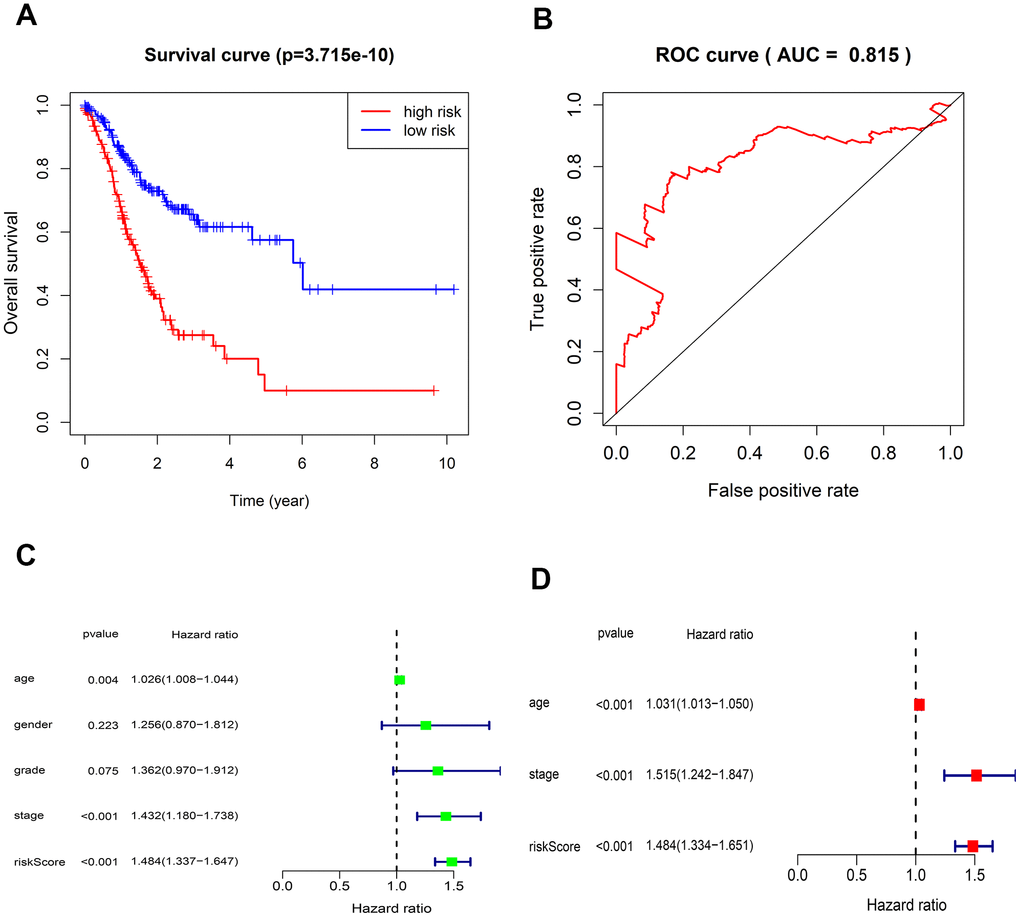 Kaplan-Meier survival and ROC curves for the five-lncRNA in TCGA. (A) The different OS between the high- and low-risk groups were determined by the log-rank test (p = 3.715e-10). (B) ROC curve for predicting 5-year survival with an AUC of 0.815. (C) Univariate Cox analysis evaluated the independent prognostic value of traditional clinical features and risk scores for OS in GC from TCGA. (D) Multivariate Cox analysis evaluates the independent prognostic value of traditional clinical features and risk scores for OS in GC.