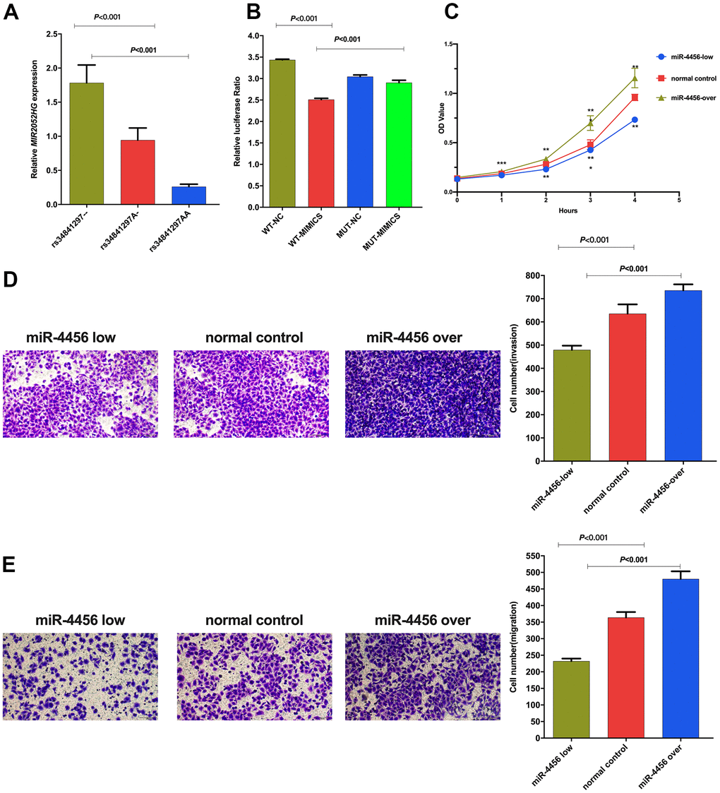 (A) Relative expression of LncRNA MIR2052HG in different genotypes of rs34841297. (B) The relative fluorescence value of different experimental groups in the dual luciferase report experiment. WT-NC: rs34841297 wild plasmids-Normal Control mimics, WT-MIMIC: rs34841297 wild plasmids-miR-4456 mimics, MUT-NC: rs34841297 mutant plasmids-Normal Control mimics, MUT-MIMIC: rs34841297 mutant plasmids-miR-4456 mimics. (C) The effect of miR-4456 combined with MIR2052HG on the proliferation of breast cancer cells (0-96h). *represents P**represents P***represents PD) Transwell experiment explores the effect of miR-4456 combined with MIR2052HG on the invasion ability of MDA-MB-231 cells. (E) Transwell experiment explores the effect of miR-4456 combined with MIR2052HG on the migration ability of MDA-MB-231 cells.