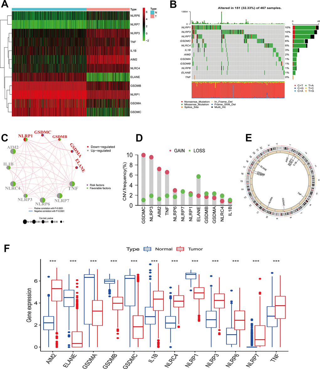 PRGs genetic variation landscape in cutaneous melanoma. (A) Heatmap of differential PRGs expression between normal skin tissue and cutaneous melanoma. Blue represents normal skin tissue, pink represents tumor tissue; upregulated genes were defined as red, and downregulated genes as green. (B) Mutation characteristics of 12 PRGs in the TCGA-CM cohort. The TMB is presented in the barplot at the top of the image; the mutation frequency of each PRGs is indicated on the barplot right. The barplot on the right represents different mutation types proportions. (C) Interaction circle diagram of the 12 PRGs in CM. Larger circles represent a greater CM prognostic impact. Dark blue inside the circle represents a risk prognostic factor and green a protective factor. The connecting lines between each PRG represent interactions. Pink represents the positive correlation between PRGs, and blue a negative correlation. Upregulated PRGs are marked in gray, and downregulated PRGs in red. p-values for Cox analysis ranged from: p D) PRG CNA variants frequency in the TCGA cutaneous melanoma cohort. Red: amplification frequency. Green: loss frequency. (E) CNA variants located on 23 chromosomes for 12 PRGs in the TCGA-CM cohort. (F) Expression of 12 PRGs between normal skin tissue and CM. Blue: normal skin tissue. Red: tumor tissue. (*p 