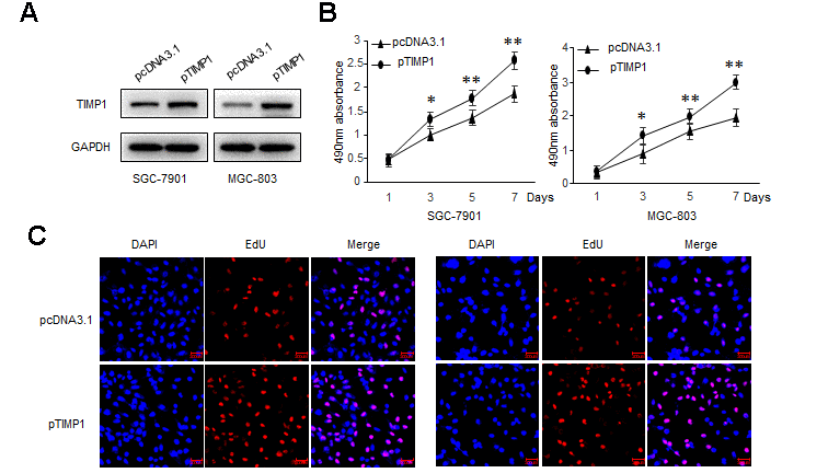 TIMP1 promotes GC proliferation, migration and invasion. SGC-7901 and MGC-803 cells were transduced with TIMP1 expression plasmid (pTIMP1) or pcDNA3.1 as indicated. (A) Levels of TIMP1 were detected by western blot. (B) Cell proliferation was determined at the indicated time points by MTS assay. (C) Effect of TIMP1 on cell proliferative abilities was examined by EdU incorporation assay.