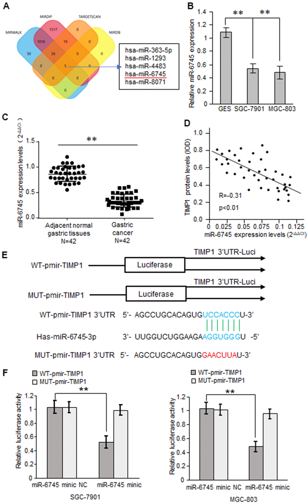 TIMP1 is a direct target of miR-6745. (A) The four-way Venn diagram reveals the numbers of overlapping miRNAs obtained using four publicly available bioinformatics algorithms and the microarray-based TIMP1 signature. (B) Real-time RT-PCR was used to detect the relative expression of miR-6745 in normal gastric cells and gastric cancer cells. (C) Analysis of miR-6745 expression in 42 gastric carcinoma tissues and 42 adjacent normal gastric tissues. (D) Correlation between miR-6745 levels and TIMP1 levels in 42 gastric carcinoma tissues. (E) Nucleotide predicted miR-6745-binding site in the TIMP1 mRNA 3′-UTR. (F) Luciferase activities were measured in SGC-7901 and MGC-803 cells transfected with reporter plasmids containing WT-pmir-TIMP1 or MUT-pmir-TIMP1 together with miR-6745 mimics or miR-6745 mimic NC. Data represent the means ± SEM. **P 