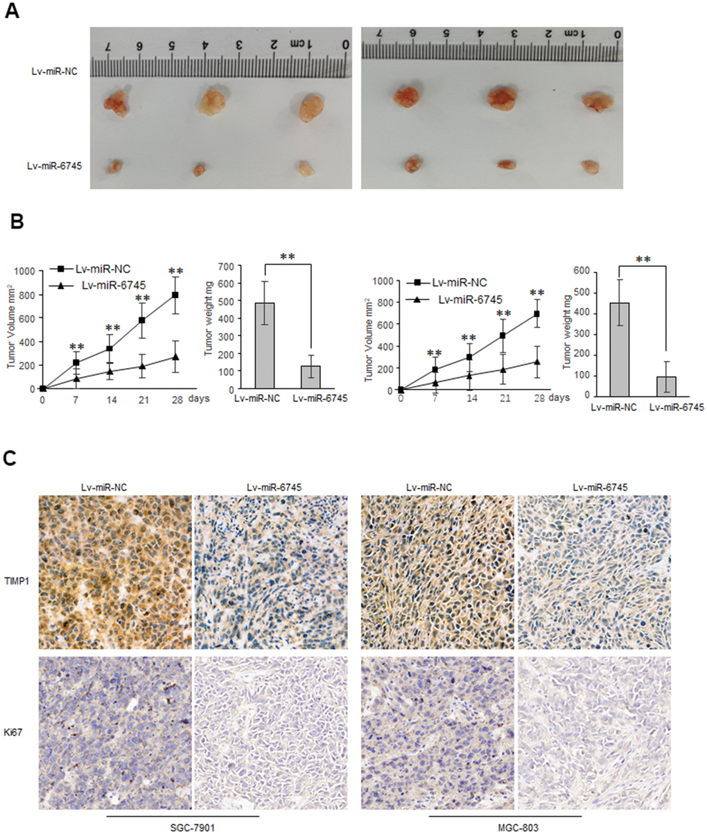 miR-6745 suppresses gastric tumor growth in vivo. Subcutaneous xenografts of GC cells infected with miR-6745 overexpressing lentivirus (Lv-miR-6745) or control lentivirus (Lv-miR-NC). (A) Images of the tumors at autopsy from nude mice are presented. (B) Tumor volumes and average weight of xenografted tumors were measured. (C) Immunohistochemical (IHC) staining of TIMP1 and Ki67 in xenografted tumors from Lv-miR-6745 cells or control cells. Data represent the means ± SEM. **P 