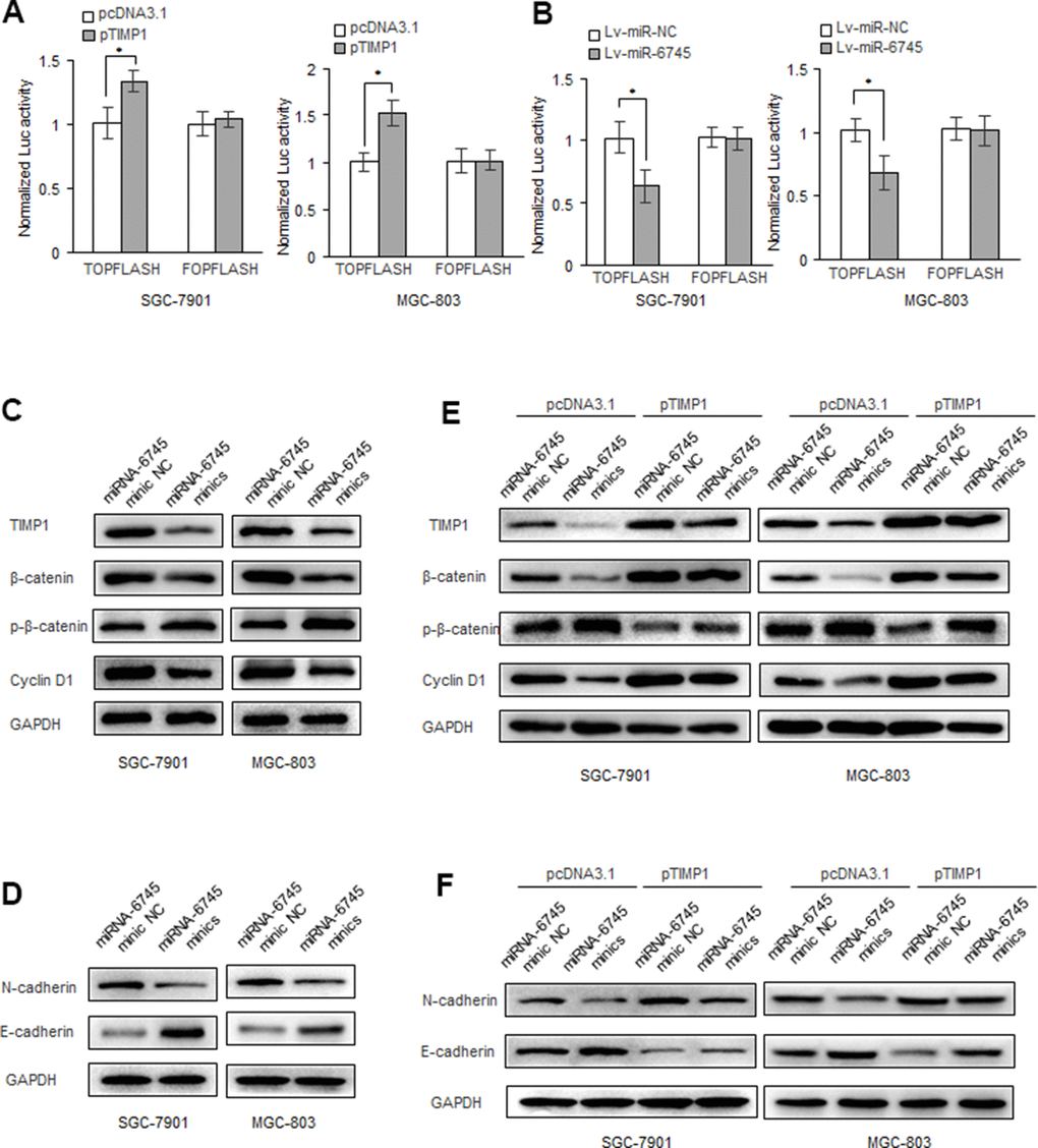 miR-6745-TIMP1 axis regulates Wnt/β-catenin signaling in GC cells. (A, B) β-catenin reporter assay in SGC-7901 and MGC-803 cells with TIMP1 overexpression (A) or miR-340 overexpression (B). (C, D) Effects of miR-6745 on protein levels of total β-catenin, phosphorylated β-catenin (Ser33/37/Thr41), cyclin D1, E-cadherin and N-cadherin. (E, F) TIMP1 partially restored the levels of total β-catenin, phosphorylated β-catenin (Ser33/37/Thr41), cyclin D1, E-cadherin and N-cadherin. Data represent the means ± SEM. **P 