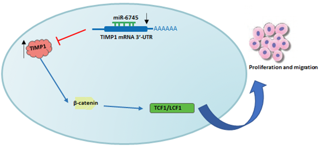 Schematic diagram of roles of miR-6745-TIMP1 axis on Wnt/β-catenin signaling and its function in gastric tumorigenesis. Under normal non-transformed conditions, miR-6745 binds to the 3-UTR in the TIMP1 mRNA and down-regulates TIMP1 protein levels. In GC, there is reduced levels of miR-6745 leading to elevated TIMP1 expression and activation of the Wnt/β-catenin signaling pathway.
