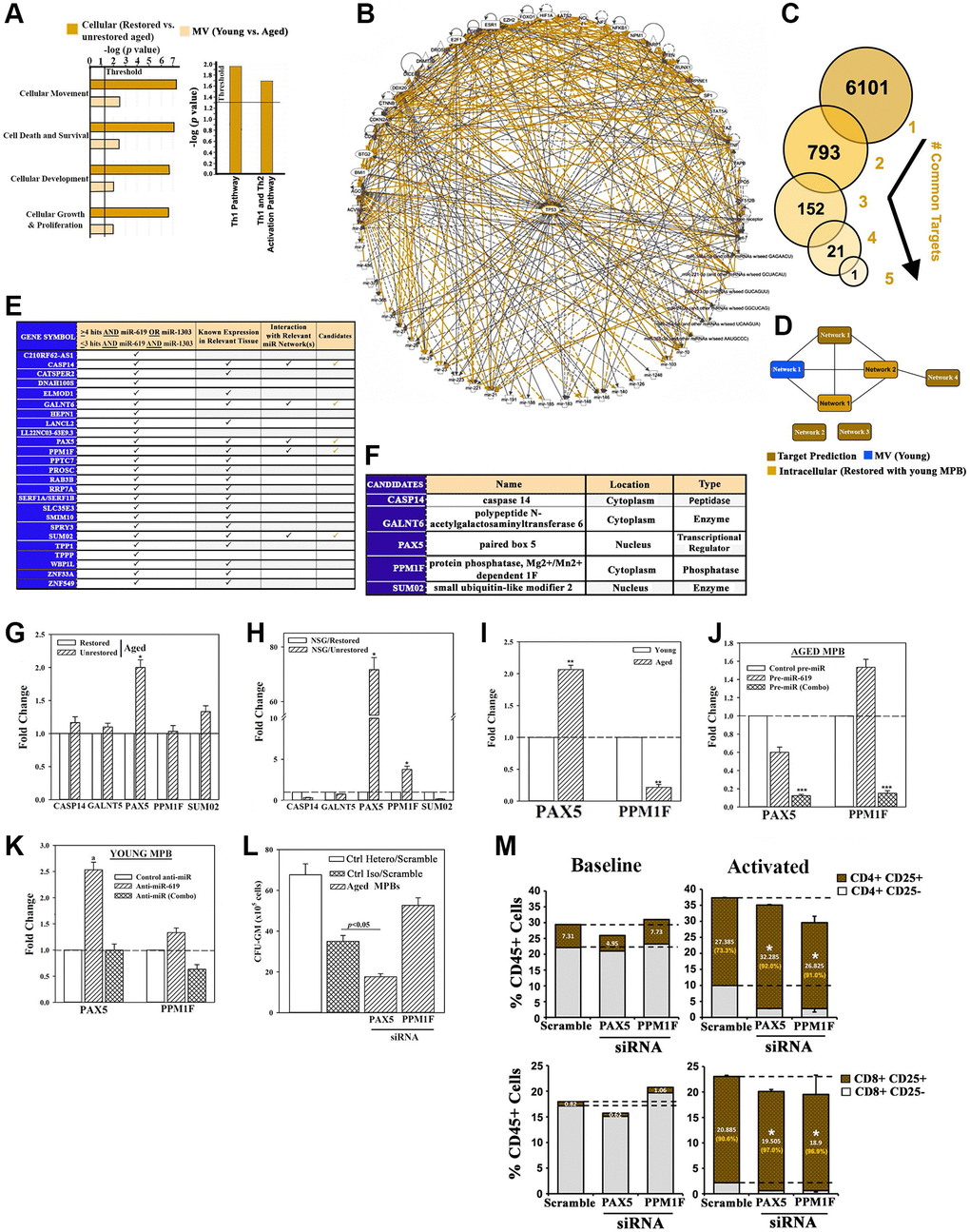 Exosomal miRNA targets in restoration. (A) IPA output of top predicted cellular functions (left) and canonical pathways (right) in analyses of MV miRNAs from the following: young vs. aged cells, heterochronic vs. aged isochronic cultures. (B) Radial depiction of young MV vs. restored intracellular interactome with p53 at the center of overlapping networks (Orange, direct interactions). (C) Analyses of 6 miRNAs (Figure 4L) for targets using TargetScan human database. (D) Targets were analyzed by IPA and the predicted networks (brown) compared to the young exosomal (blue) and aged heterochronic intracellular (dark orange) miRNA interactome. (E) Tabulation of selected targets and predicted interaction with the miRNA interactome. (F) 5 potential downstream targets for functional validation. (G, H) qPCR for candidate targets using RNA from aged cells of heterochronic or isochronic cultures (G), or human cells from femurs of huNSG (H), Fold change of normalized (β-actin) results, n = 4. (I) qPCR for PAX5 and PPM1F in aged and young MPBs, fold change with young donor assigned 1. (J, K) Aged MPBs were transfected with pre-miRs or control miR (J) and young MPBs, with anti-miRs or control miR (K). At day 7, the cells were analyzed for PAX5 and PPM1F mRNA by qPCR. The data are presented as the mean ± SD fold change, n = 4. The controls were assigned values of 1. (L) Aged MPBs were transfected with PAX5 or PPM1F siRNA or scramble (control). At day 7, the cells were analyzed for CFU-GM. Positive ctrl: heterochronic cultures, mean CFU-GM ± SD, n = 4. (M) Effect of PAX5 or PPM1F knockdown by siRNA on T-cell activation (CD25) for CD4+ (top panels) and CD8+ (bottom panels) populations. Right panels represent the % activated vs. total T-cells shown in orange. See also Supplementary Figure 4.