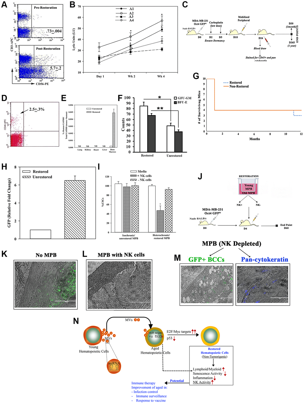 Restorative containing NK cell function. (A) Flow cytometry for CD56+ cells, pre- and post-restoration. (B) Timeline LUs (Supplementary Figure 6A for calculation) in restored cells. (C) Treatment protocol with mice harboring dormant CSCs. (D) Flow cytometry for huCD45+ cells in blood of mice after 1 month of injection with CD3-depleted restored cells. (E) qPCR for huGAPDH at 2 months after injection with CD3-depleted restored cells, mean ± SD (n = 5); ND = not detected. (F) CFU-GM and BFU-E in BM at 1 month post-restoration, mean ± SD, n = 5. *p ≤ 0.05 vs. mice with unrestored cells. (G) Survival curve spanning the study period. (H) At yr 1, qPCR for GFP with cells from femurs. The results presented as fold change in which the lowest value was assigned 1, mean ± SD, 4/group. (I) CSCs, co-cultured with restored MPBs (− or + NK cells) for 24 h. % CSCs (GFP+) were determined by microscopy and flow cytometry, mean ± SD, n = 4. (J) Protocol for NSG with dormant CSCs given restored CD3(−) MPB (−/+ NK cells). (K–M) GFP (surrogate of CSCs) in paraffin section of femurs, −/+ restored MPB: -MPB (K), +MPB (L), MPB without NK cells (M). (N) Summary: Aged hematopoietic cells instructed young cells to produce specific miRNA containing MVs to induce MYC and E2F targets to restore the aged MPBs, leading to increased NK activity. Transplantation of restored cells decreased hallmarks of aging: ↑lymphoid:myeloid, ↓senescence/inflammation. See also Supplementary Figure 6.