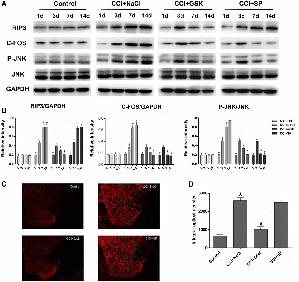 The influences of RIP3 inhibitor and JNK inhibitor on the levels of RIP3 and p-JNK in the lumbar spinal cords of CCI rats. (A) The levels of RIP3, p-JNK, JNK, c-Fos, and GAPDH in the lumbar spinal cords of rats on 1 day before CCI and 3, 7, and 14 days after CCI. (B) The ratio of RIP3, c-Fos to GAPDH and the ratio of p-JNK to JNK were analyzed. (C) The expression of RIP3 in lumbar spinal cord by immunofluorescence on 14 days after CCI. (D) Quantification of immunofluorescence area of (C) by Image J. Data are shown as mean SD (n = 8). *P #P 