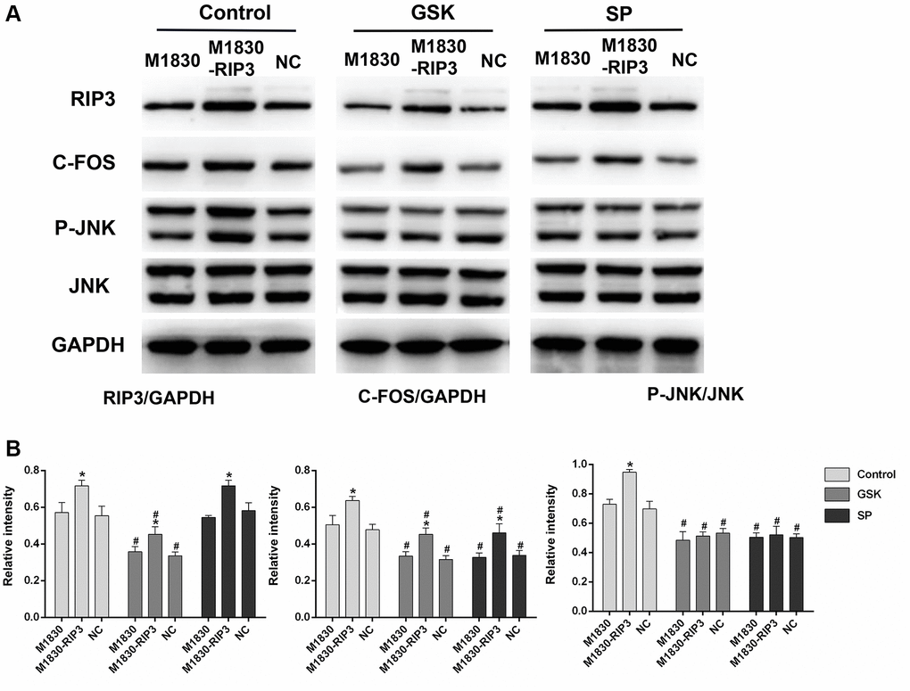 The variation in the expression of RIP3, p-JNK, and c-Fos in RIP3-overexpressed astrocytes after treatment with RIP3 inhibitors and JNK inhibitors. (A) The levels of RIP3, p-JNK, JNK, c-Fos and GAPDH in diverse groups of astrocytes. (B) The ratio of RIP3 or c-Fos to GAPDH and the ratio p-JNK to JNK were quantified with Image J. Data are shown as mean SD (n = 8). *P #P 