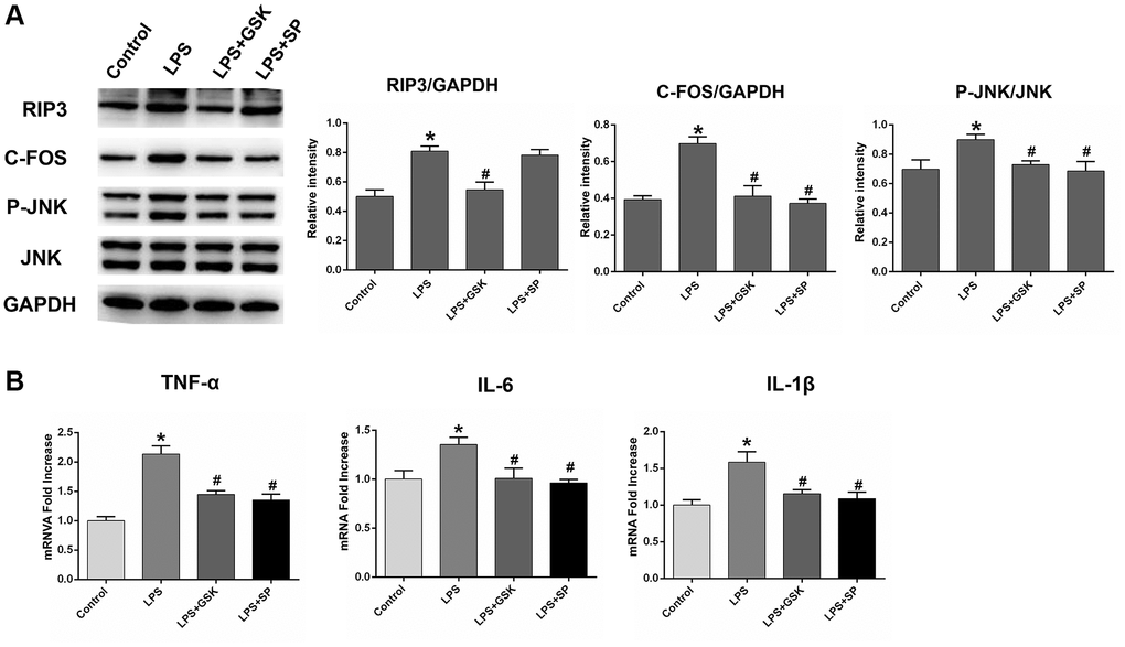 The variation in the expression of RIP3, p-JNK, and c-Fos in LPS-stimulated astrocytes after treatment with RIP3 inhibitors and JNK inhibitors. (A) The levels of RIP3, p-JNK, JNK, c-Fos and GAPDH in different groups of astrocytes. (B) The mRNA levels of TNF-α, IL-1β and IL-6 in different groups of astrocytes. Data are shown as mean SD (n = 8). *P #P 