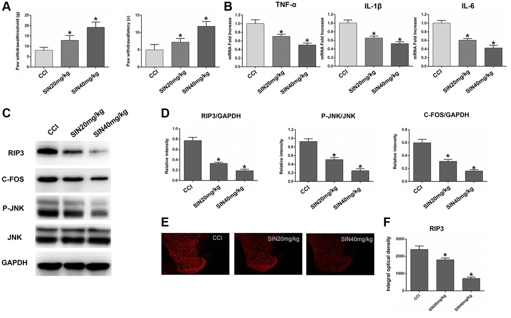Effects of sinomenine on CCI rats. (A) The behavioral mechanical allodynia and thermal hyperalgesia of CCI rats treated with sinomenine at days 14 after operation. (B) The mRNA expressions of TNF-α, IL-1β and IL-6 in the lumbar spinal cords of rats treated with sinomenine via qRT-PCR at 14 days after operation. (C) The levels of RIP3, p-JNK, JNK, c-Fos, and GAPDH in the lumbar spinal cords of rats treated with sinomenine at 14 days after operation. (D) The ratio of RIP3, c-Fos to GAPDH and the ratio of p-JNK to JNK were analyzed. (E) The expression of RIP3 in lumbar spinal cord of rats treated with sinomenine by immunofluorescence on 14th day after operation. (F) Quantification of immunofluorescence area of (C) with Image J. Data are shown as mean SD (n = 8). *P 